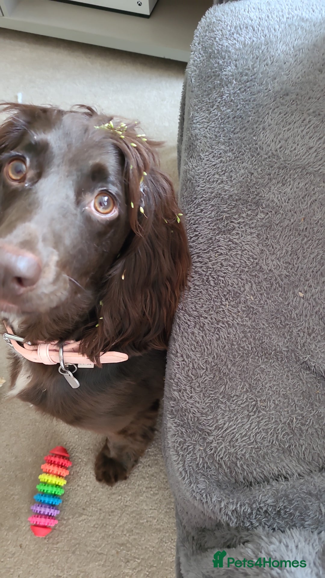 Sprocker dogs for sale: Needing long walks and socializing - Image 3