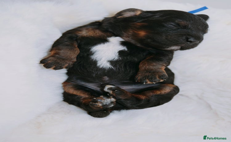 Cavapoo dogs - Advert 7