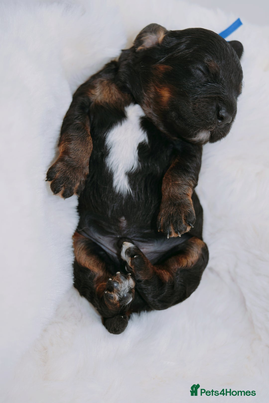 Cavapoo dogs for sale: Extensively health tested very rare F1 Cavapoos - Image 11
