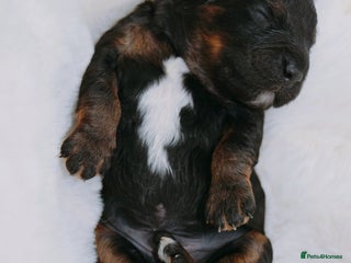 Cavapoo dogs - Advert 6