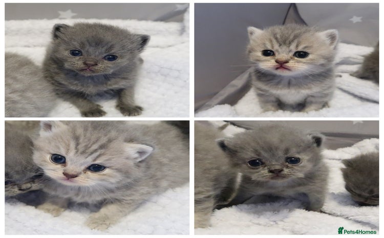British Shorthair cats - Advert 8