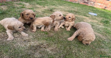 Cockapoo dogs - Advert 2
