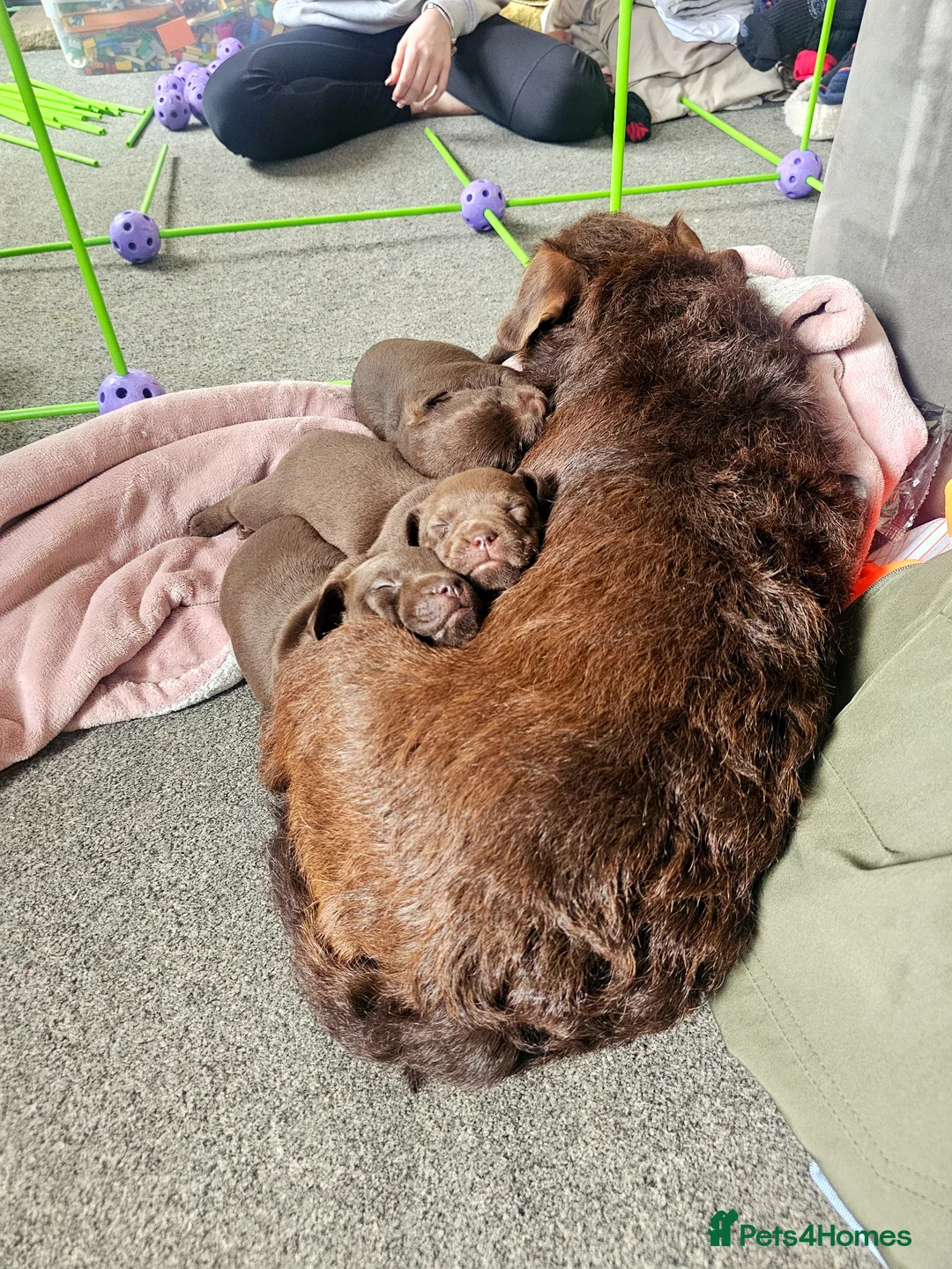 Patterdale Terrier dogs for sale: Patterdale terrier  in Doncaster - Advert 15