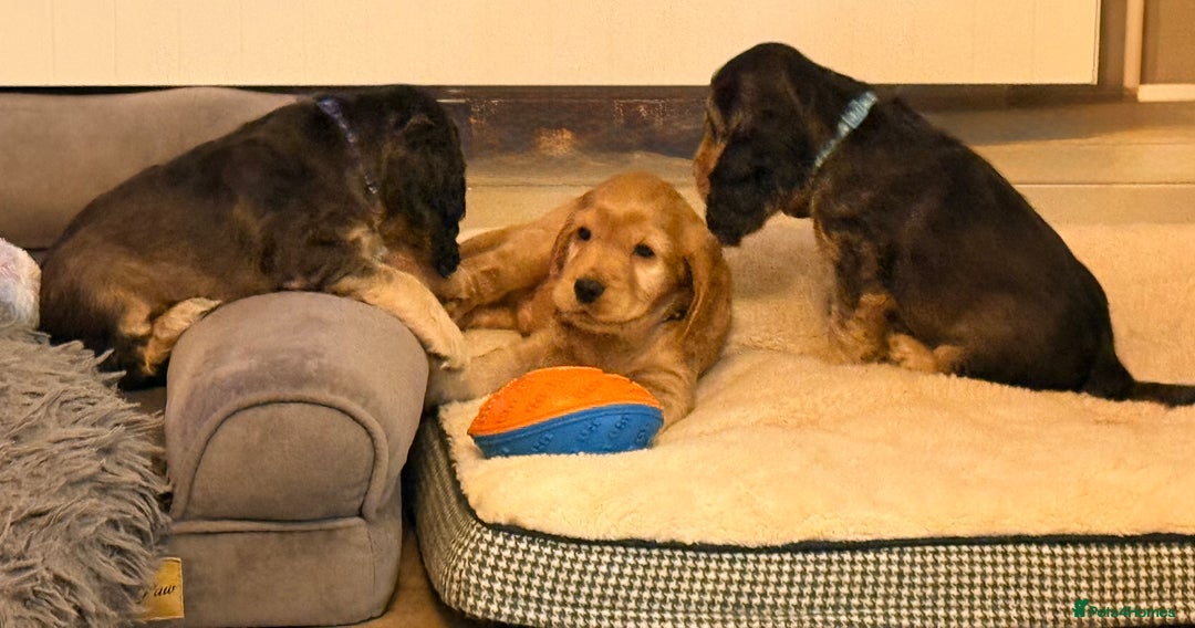 Cocker Spaniel dogs for sale: Show Type Cocker Spaniel  - Advert 2