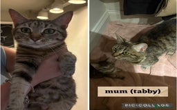 Persian cats for sale: Beautiful Persian x Tabby kitten! - Image 9