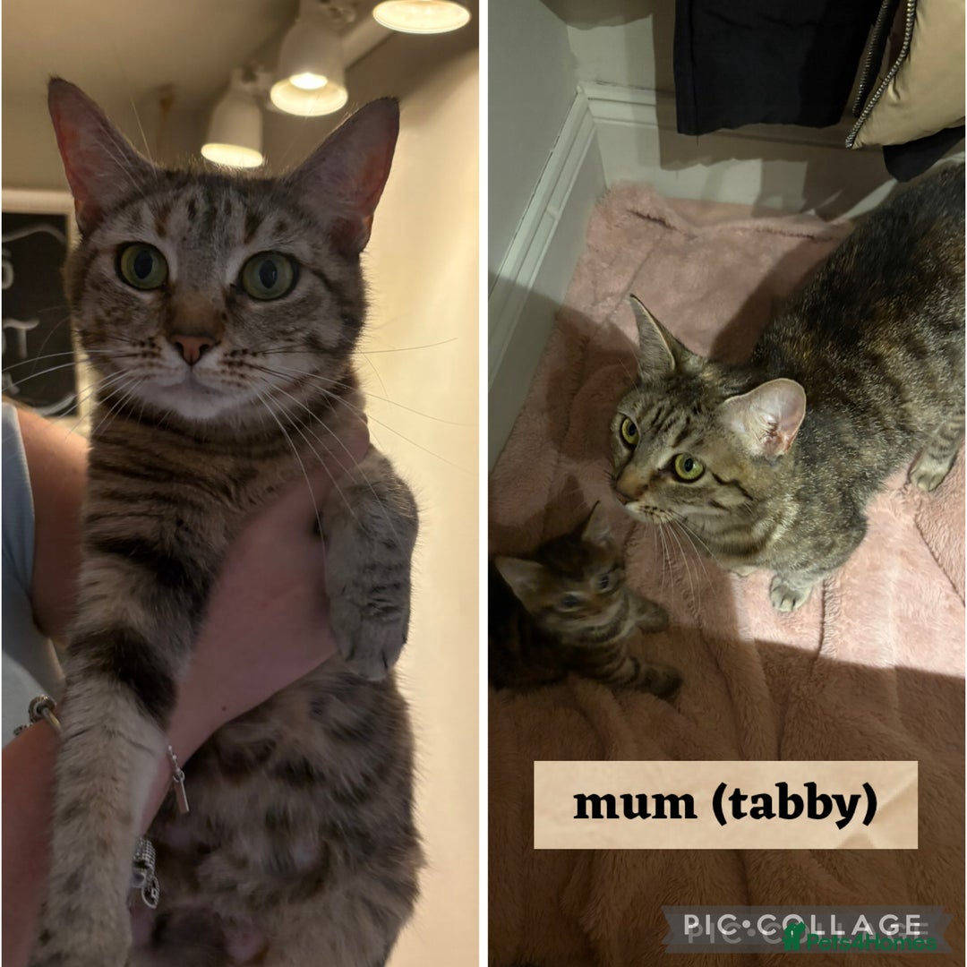 Persian cats for sale: Beautiful Persian x Tabby kitten! - Image 9