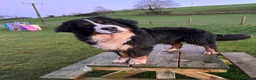 Bernese Mountain Dog dogs for stud: KC Reg Imported Bernese Mountain Dog Stud - Advert 3