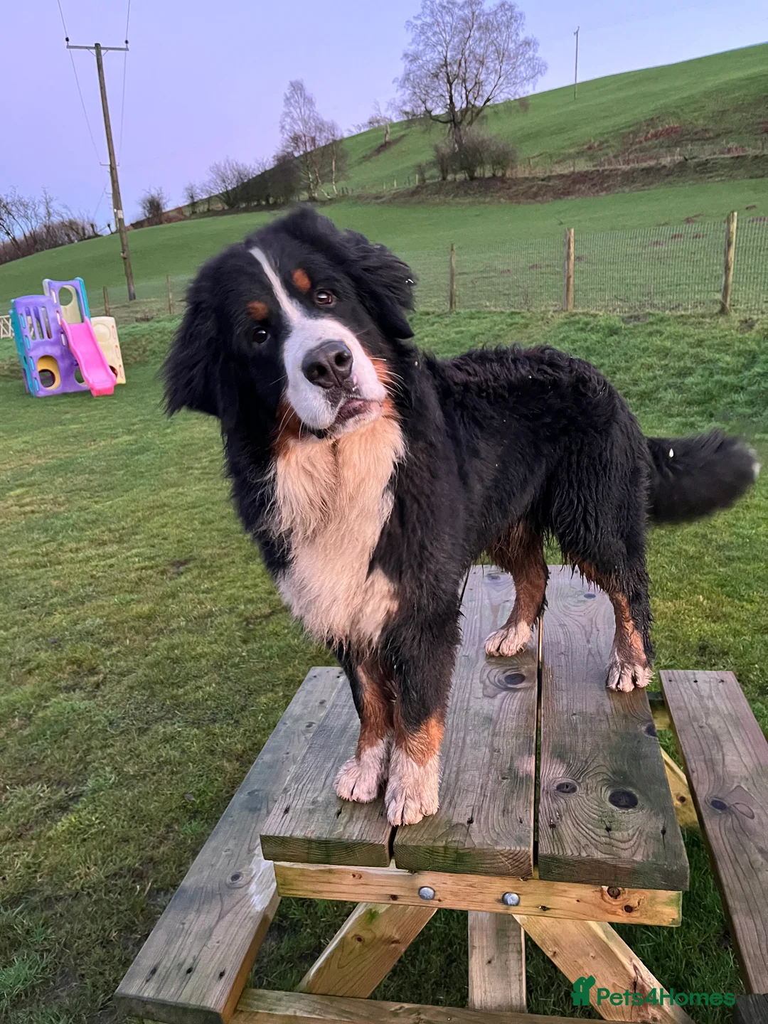 Bernese Mountain Dog dogs for stud: KC Reg Imported Bernese Mountain Dog Stud - Advert 3