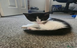 Mixed Breed cats for sale: Fluffy kittens  - Image 9