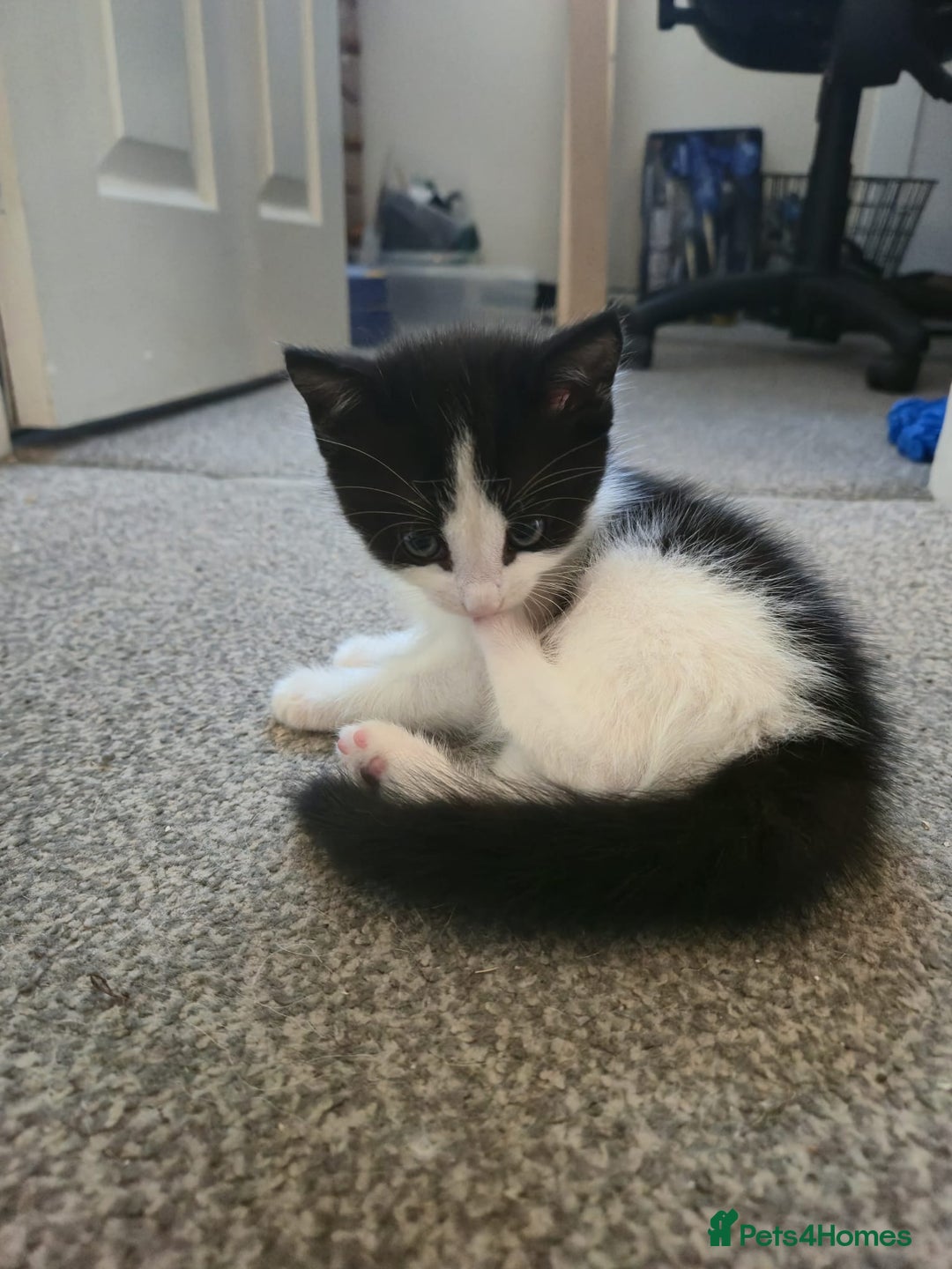 Mixed Breed cats for sale: Fluffy kittens  - Image 9