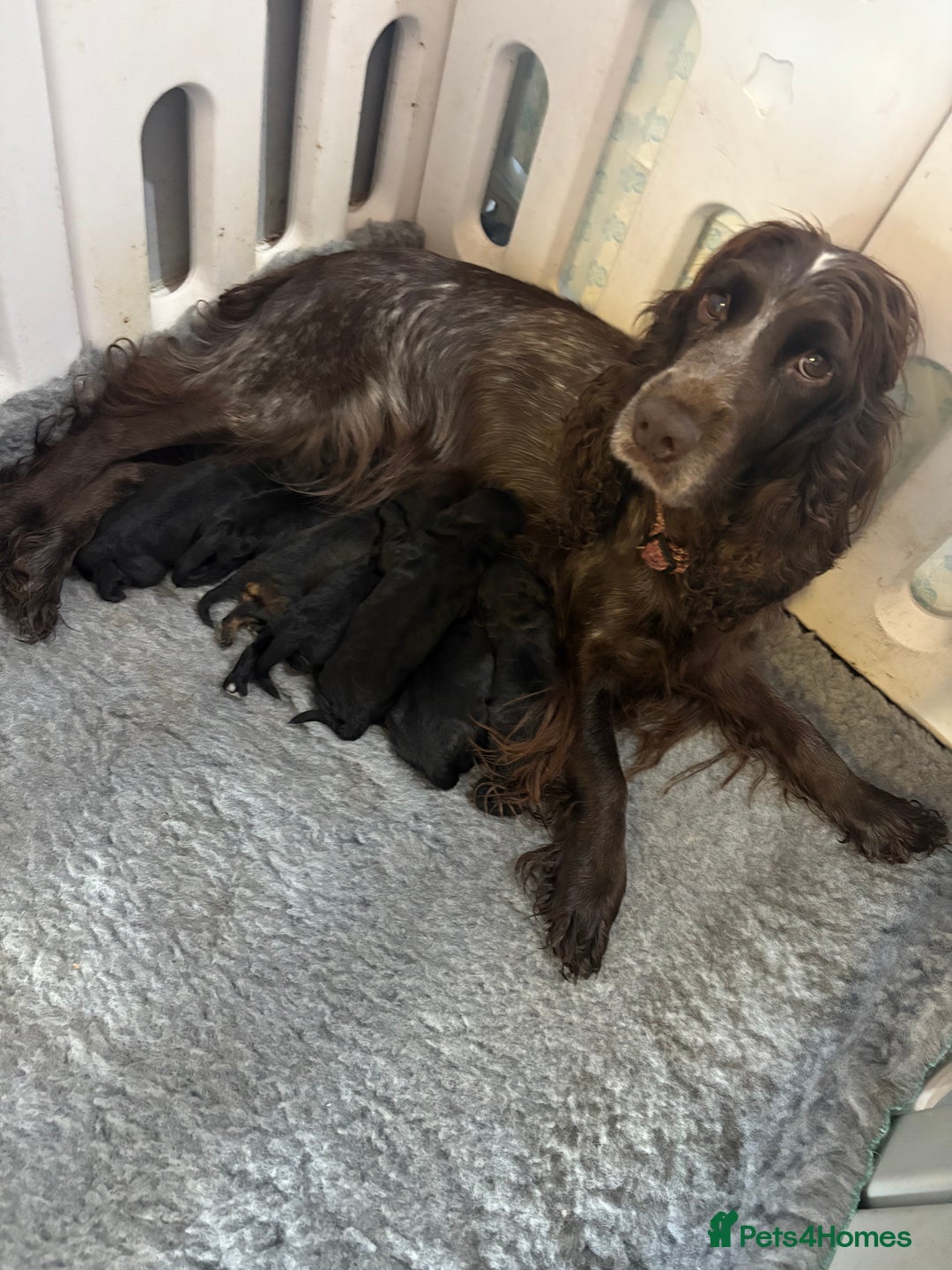 Cockapoo dogs for sale: Gorgeous cockapoo puppies  - Advert 11