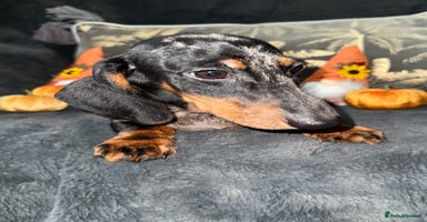 Miniature Dachshund dogs - Advert 8