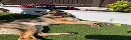 German Shepherd dogs for sale: Cody is looking for a loving home - Advert 5