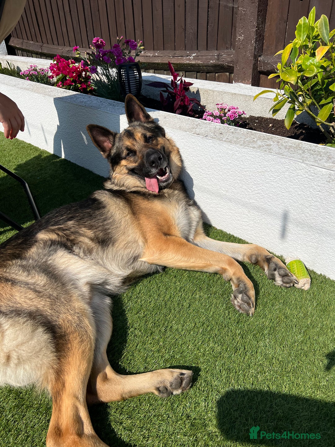 German Shepherd dogs for sale: Cody is looking for a loving home - Advert 5