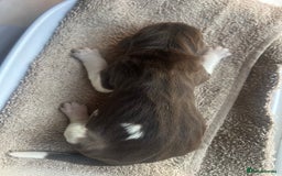 German Shorthaired Pointer dogs for sale: Beautiful KC reg German Shorthaired Pointer Pups - Image 19