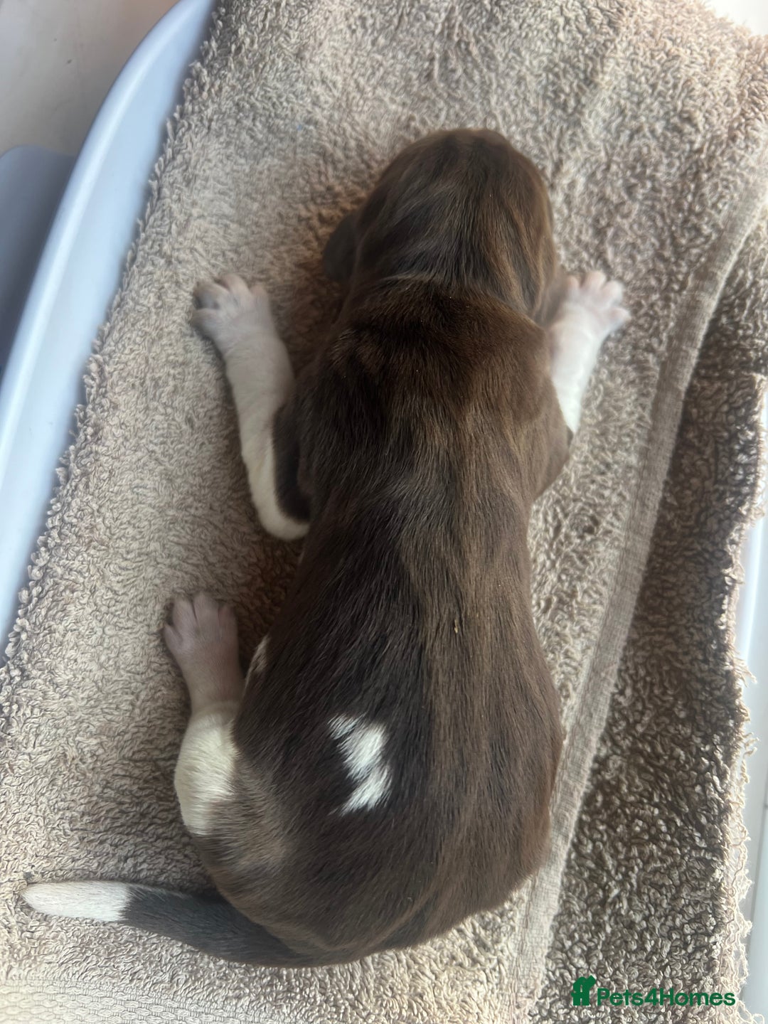 German Shorthaired Pointer dogs for sale: Beautiful KC reg German Shorthaired Pointer Pups - Image 19