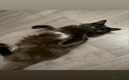 Mixed Breed cats for sale: Ragdoll cross kittens  - Image 3