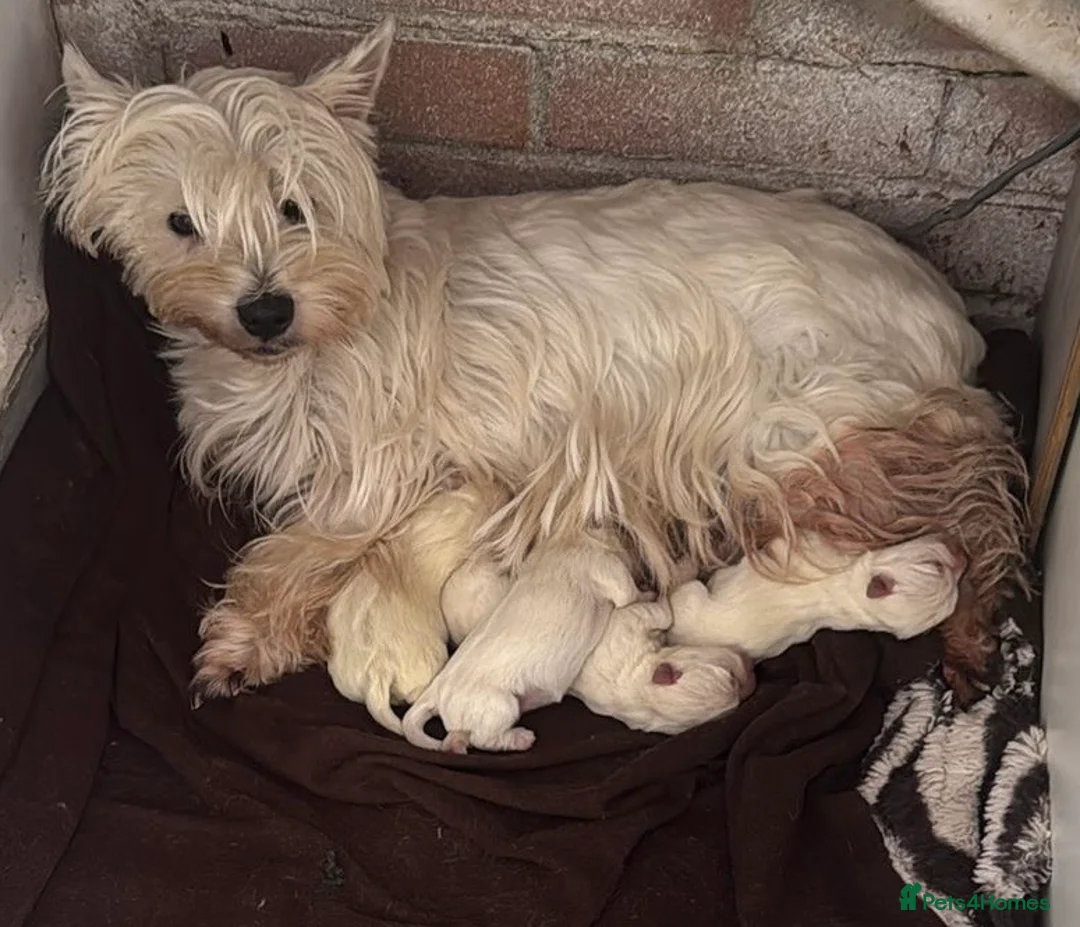 West Highland Terrier dogs for sale: West Highland Terrier - KC registered - Advert 15