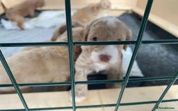 Cockapoo dogs for sale: - 3 Cockapoo Puppies - ! collect today ! Chester - - Image 30