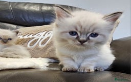 Ragdoll cats for sale: Stunning ragdoll kittens  - Advert 15