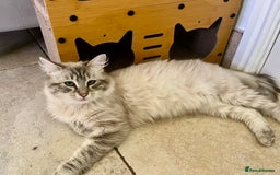 Ragdoll cats for stud: Gorgeous Ragdoll for Stud Duties - Advert 1