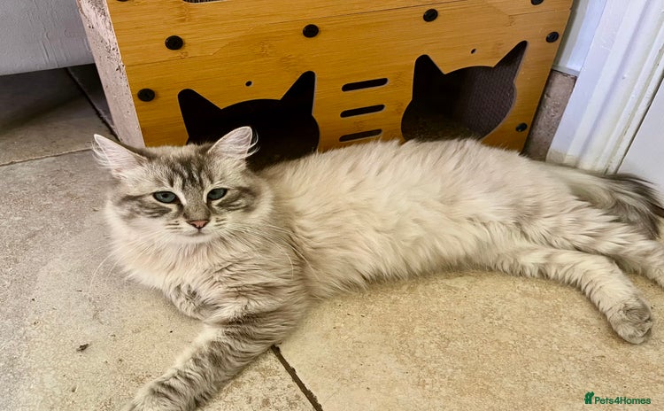 Ragdoll cats - Advert 2