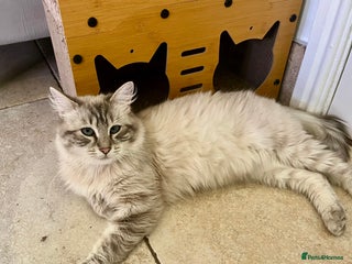 Ragdoll cats - Advert 1