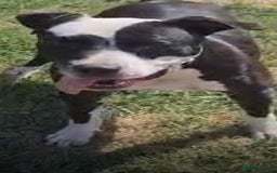 Mixed Breed dogs for adoption: ❤️ HERA the dog with a beautiful heart ❤️ - Image 2