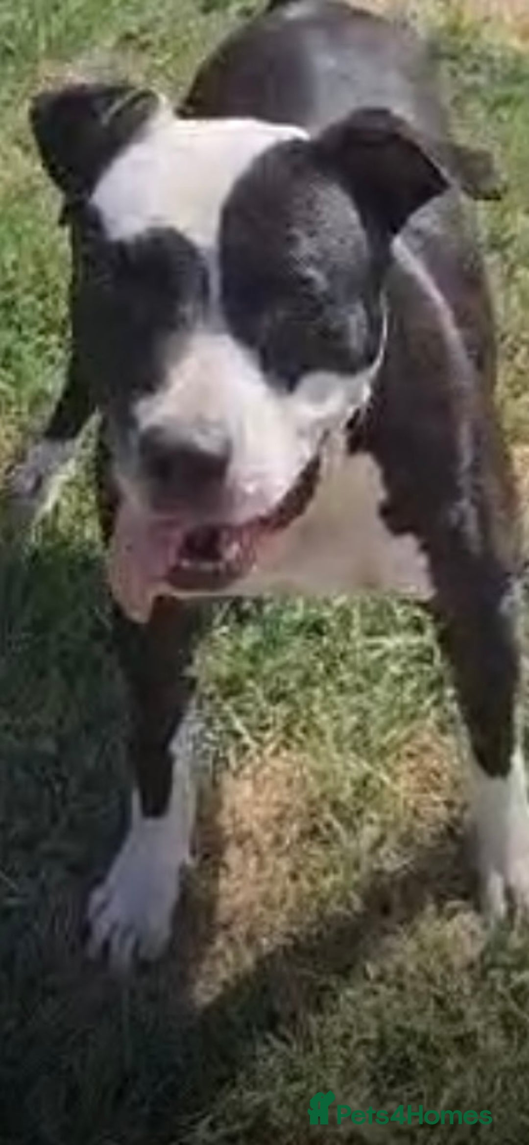 Mixed Breed dogs for adoption: ❤️ HERA the dog with a beautiful heart ❤️ - Advert 2