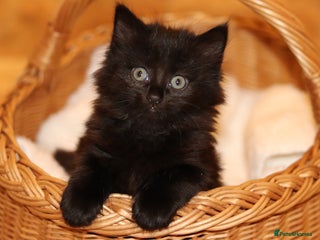 Mixed Breed cats Adorable Kittens - Advert 9