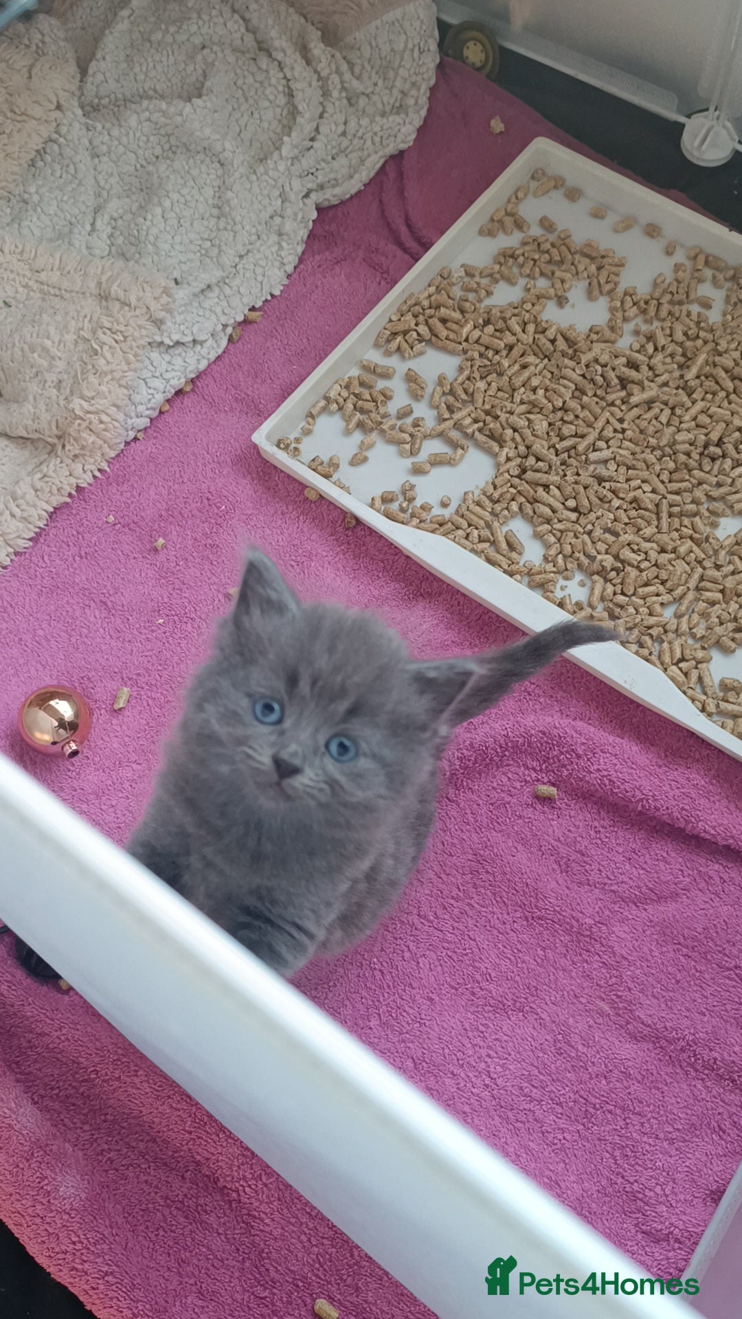 Ragdoll cats for sale: Gorgeous ragdoll X breed kitties  - Advert 3