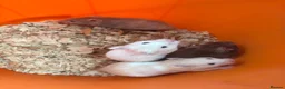 Hamster rodents for sale: Syrian hamsters - Advert 5