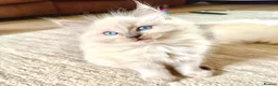 Ragdoll cats for sale: GCCF Blue point Ragdolls  - Advert 8