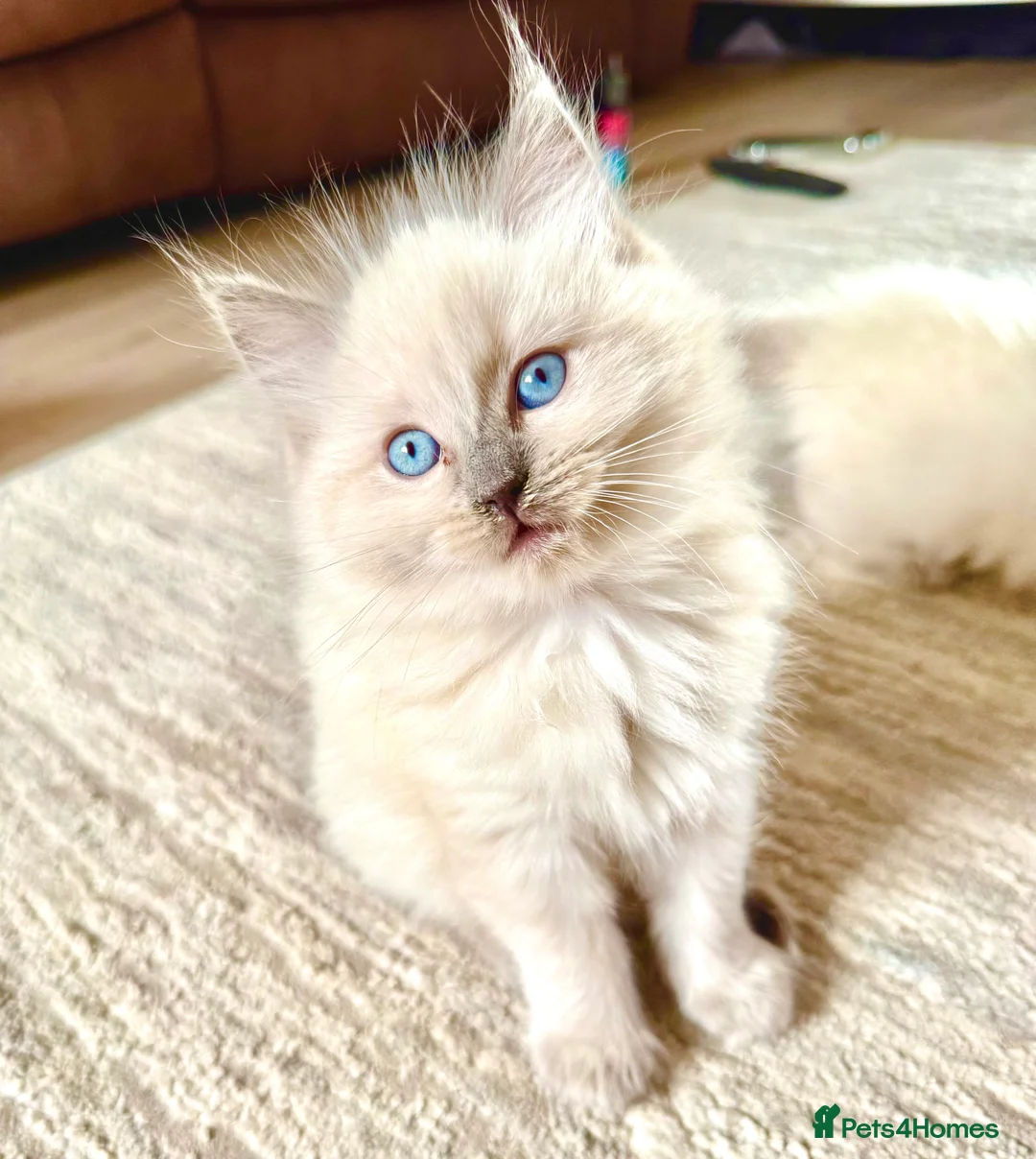 Ragdoll cats for sale: GCCF Blue point Ragdolls  - Advert 8
