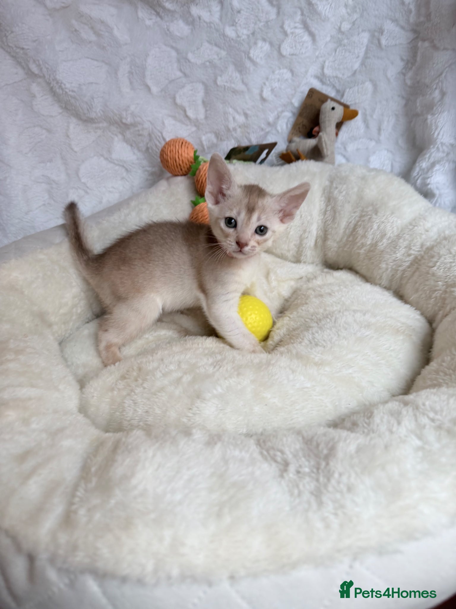 Abyssinian cats for sale: 🏆✨ CHAMPION Silver Cinnamon  Abyssinian  ✨🏆❤️ - Advert 11