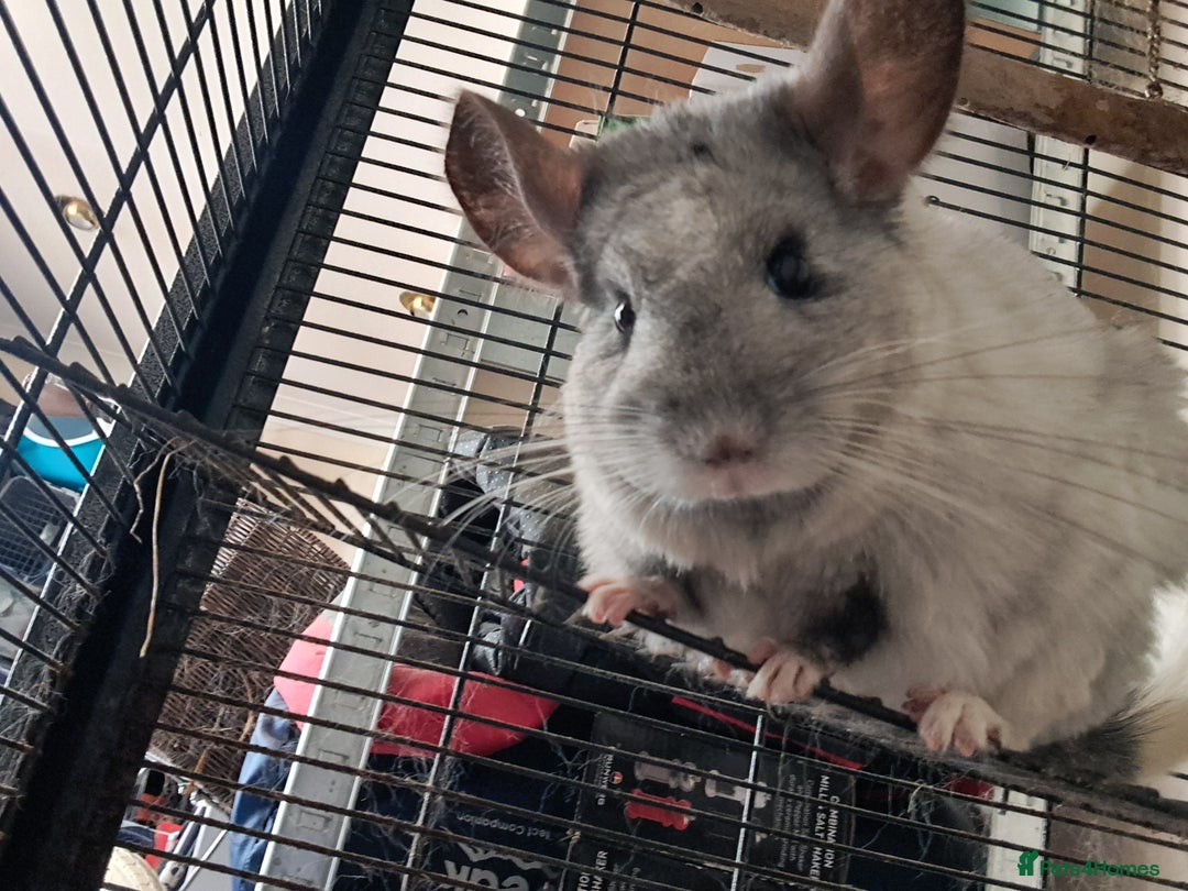 Chinchilla rodents for sale: Bonded, breeding chinchilla pair - Image 3