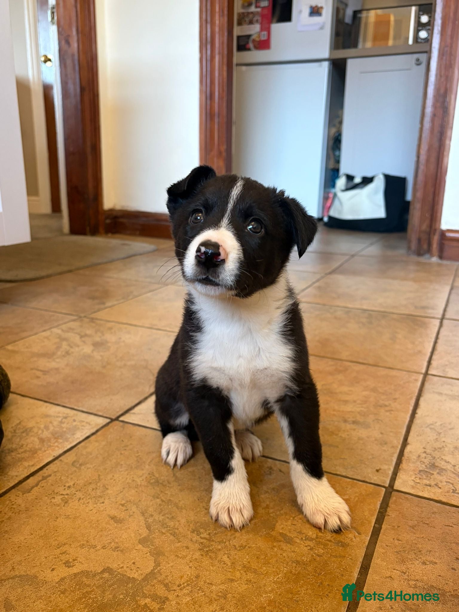 Border Collie dogs Border Collie Pups - Advert 2
