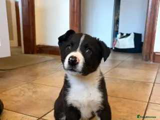 Border Collie dogs Border Collie Pups - Advert 2
