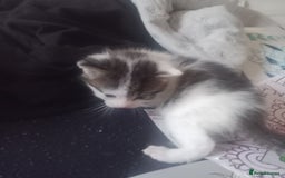 Bengal cats for sale: 1 girl and 3 boys  - Image 17