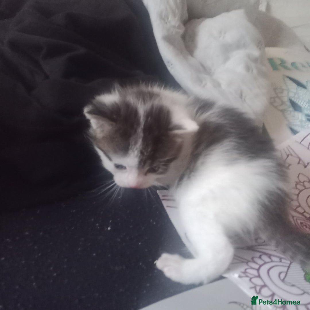 Bengal cats for sale: 1 girl and 3 boys  - Image 17