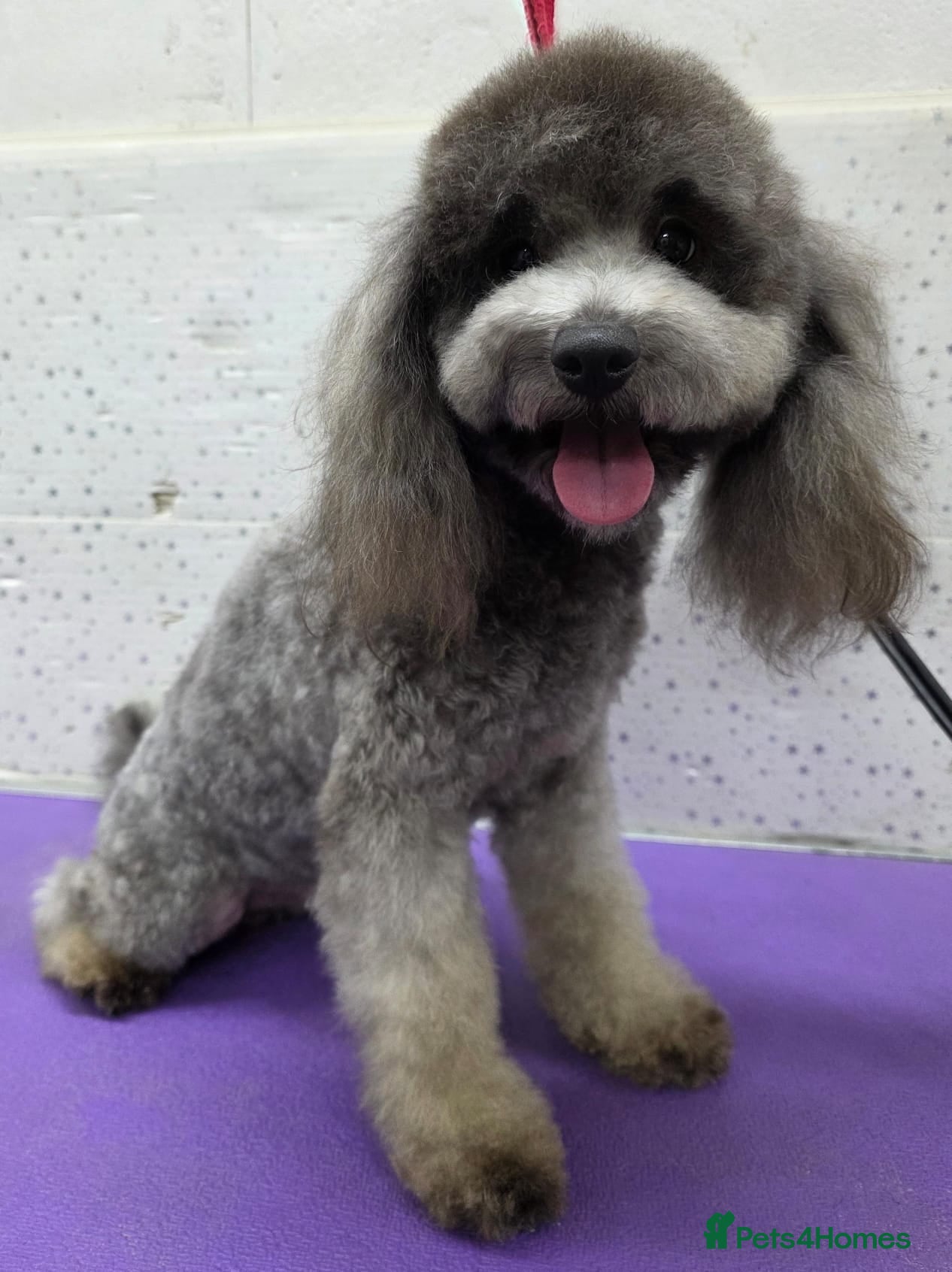Miniature Poodle dogs TOMMY – Miniature Poodle (Male) - Advert 18