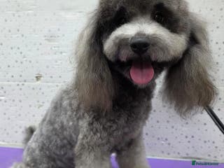 Miniature Poodle dogs TOMMY – Miniature Poodle (Male) - Advert 18