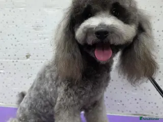 Miniature Poodle dogs TOMMY – Miniature Poodle (Male) - Advert 3