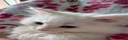 Munchkin cats for sale: Munchkin girls - Advert 15