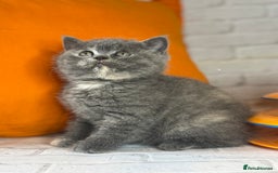 British Shorthair cats for sale: Beautiful British Shorthair Kittens – ReadyOctober - Image 6