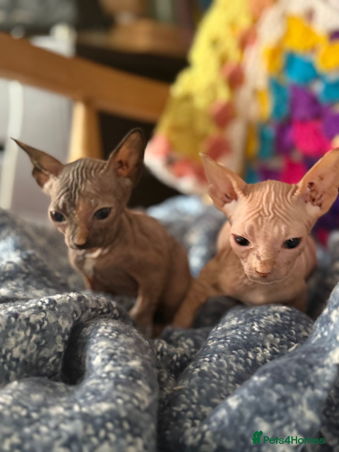 Sphynx cats for sale: Sphynx kittens full of love to give - Image 1