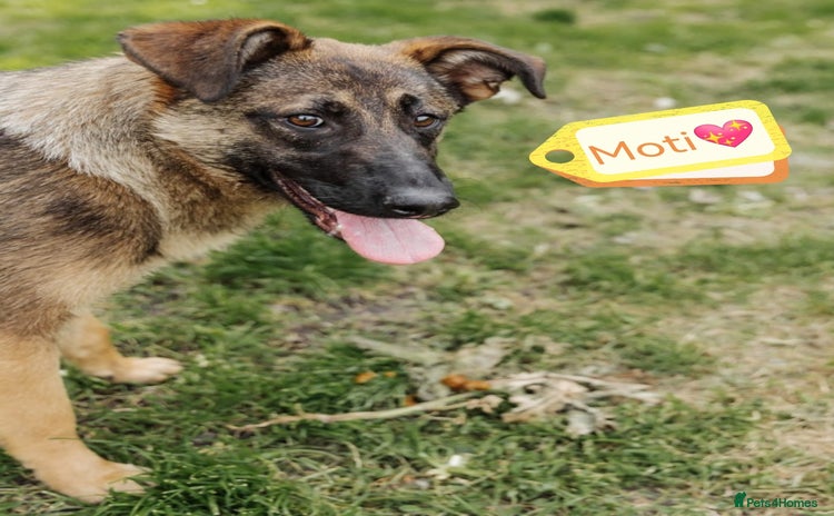 Mixed Breed dogs - Advert 11