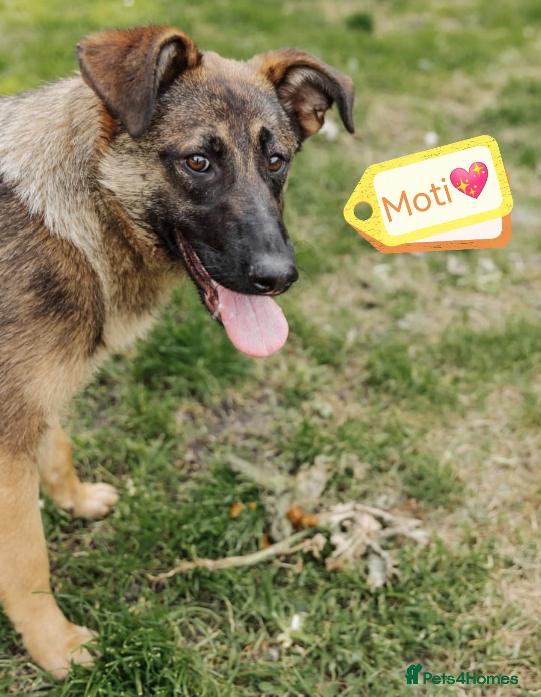 Mixed Breed dogs for adoption: 💖🐶 MOTI 🐶💖 - Image 1