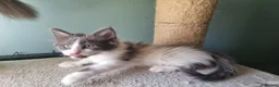 Maine Coon cats for sale: Maine Coon kittens  in Northampton - Advert 20
