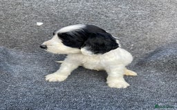 Cockapoo dogs for sale: Adorable Cockerpoo Puppies Ready - Image 6